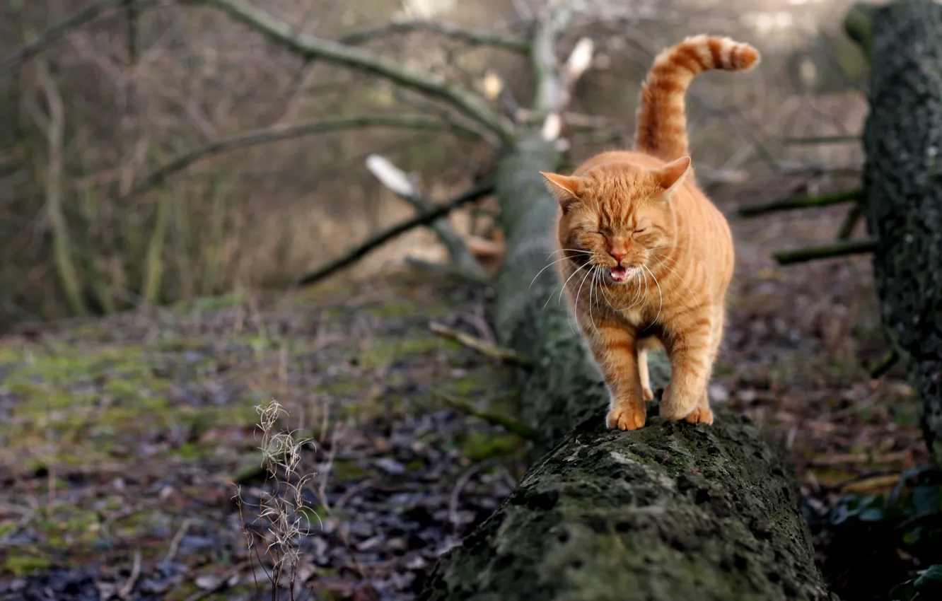 Photo wallpaper cat, tree, red, yawns
