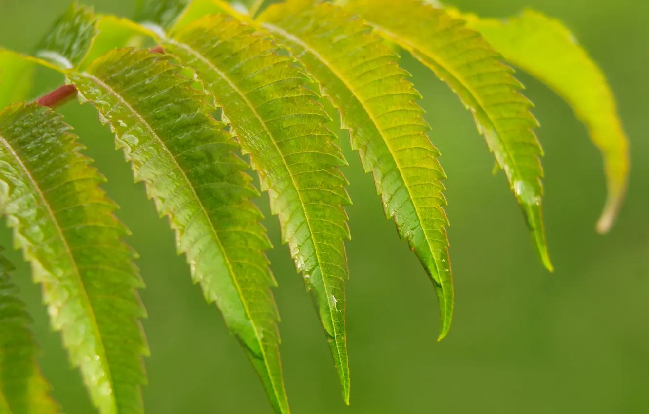 Photo wallpaper green, leafs, plant