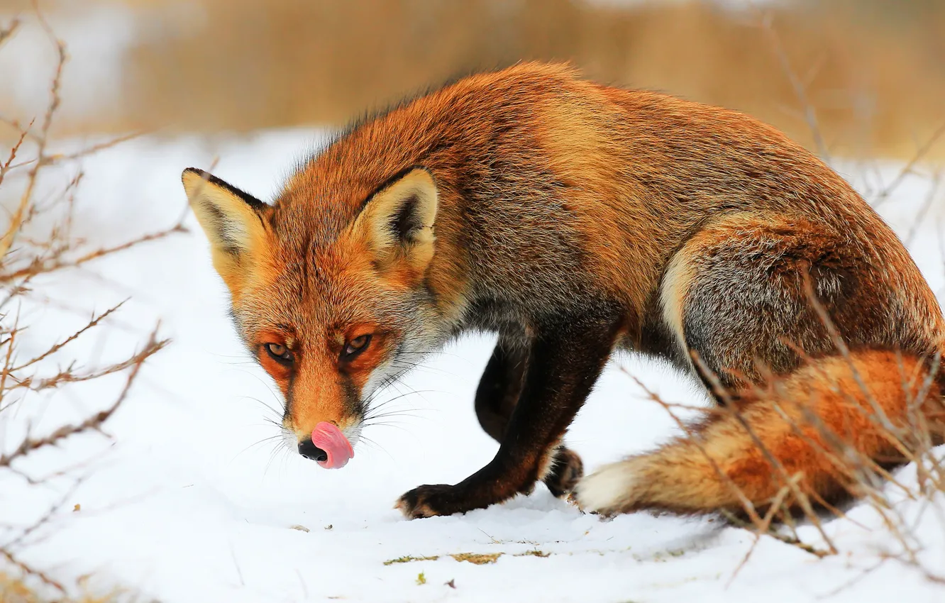 Photo wallpaper winter, language, look, face, snow, pose, Fox, red