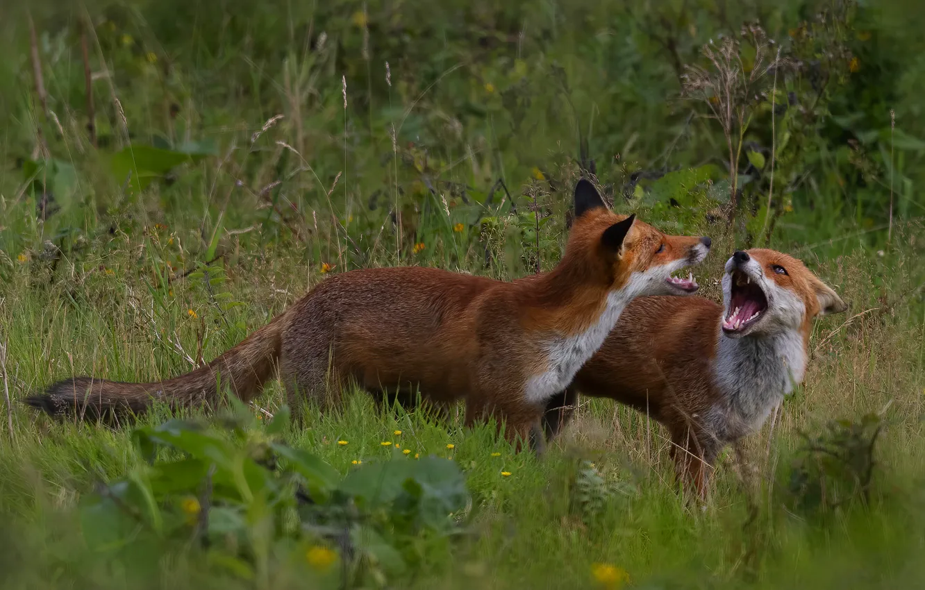Photo wallpaper grass, the game, Fox, pair, Fox