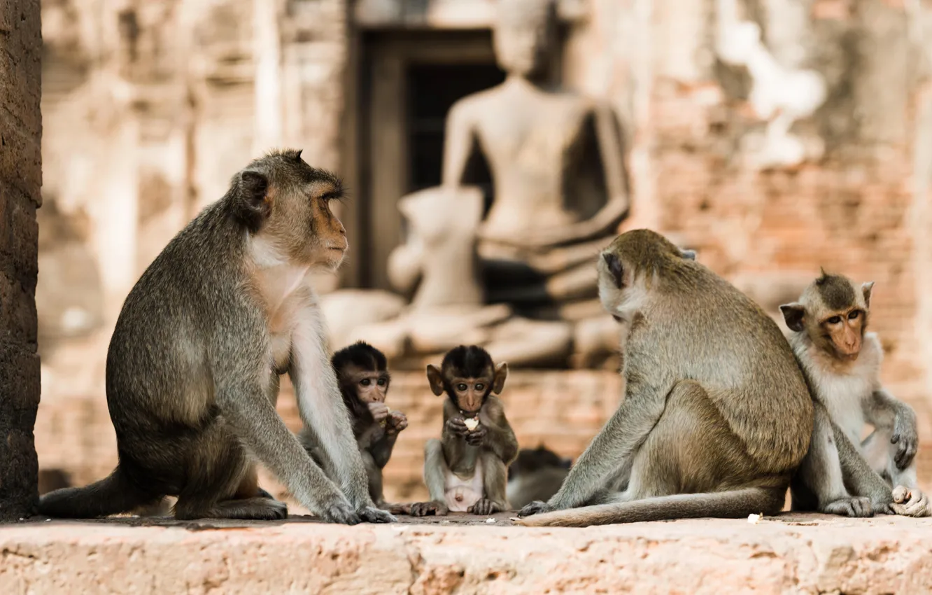 Photo wallpaper Thailand, Thailand, monkey, Macaques, Lopburi, Lopburi, Monkeys in the temple ruins of Lopburi
