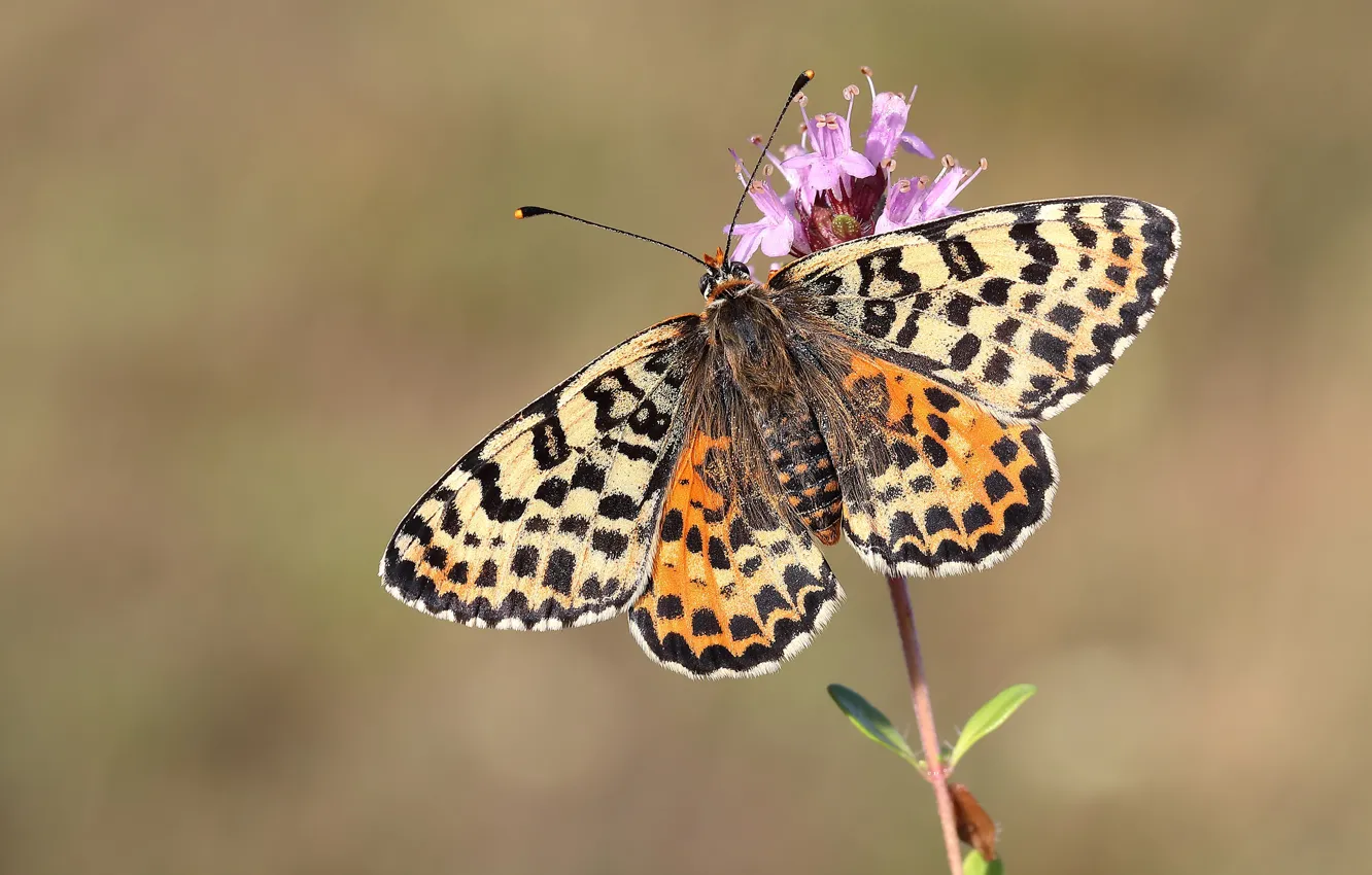 Photo wallpaper macro, flowers, background, pattern, butterfly, insect, wings, motley