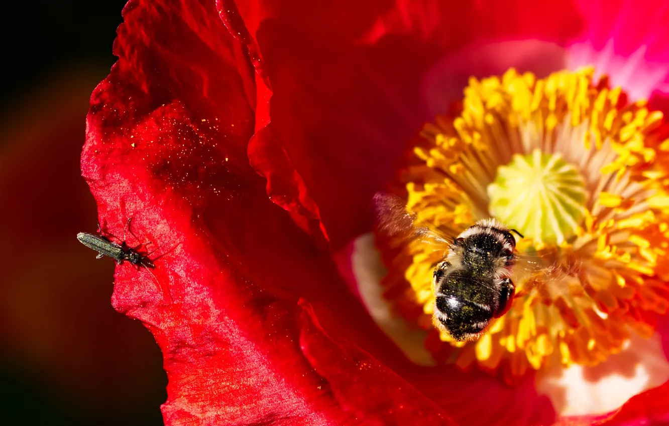 Photo wallpaper macro, flowers, Mac, bumblebee