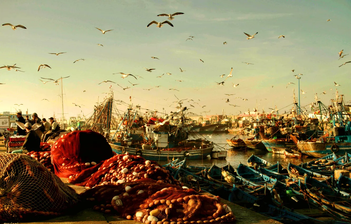 Photo wallpaper birds, network, seagulls, boats, morning, port, fishermen, Morocco
