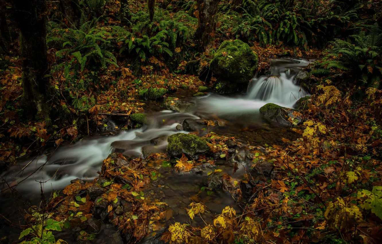 Photo wallpaper autumn, forest, leaves, stream, fern, Washington, Mount Rainier National Park, National Park mount Rainier