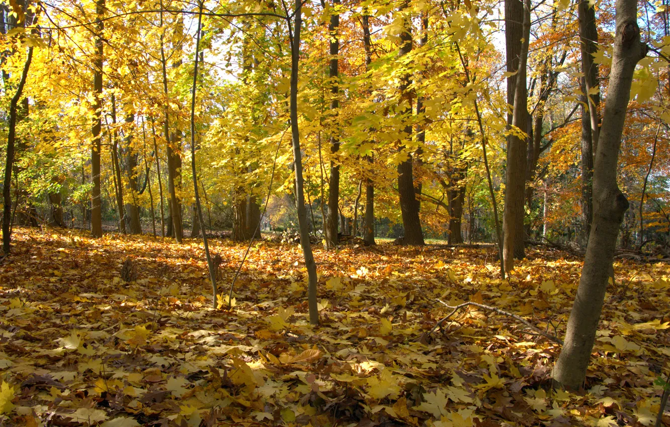 Photo wallpaper autumn, forest, leaves, trees, Park, forest, Nature, falling leaves