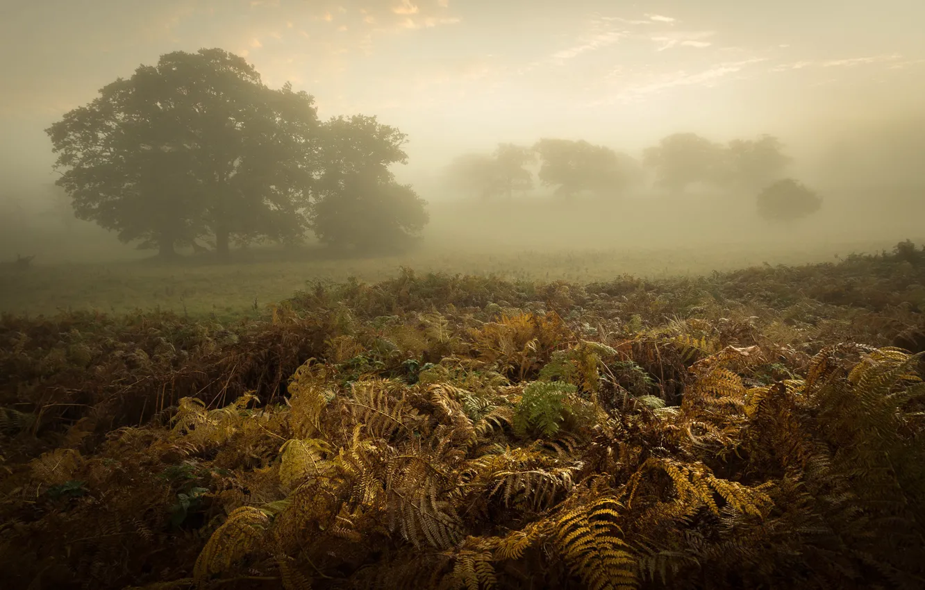 Photo wallpaper nature, fog, fern