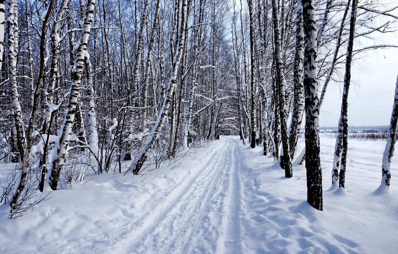 Photo wallpaper winter, forest, snow, nature, Landscape, birch