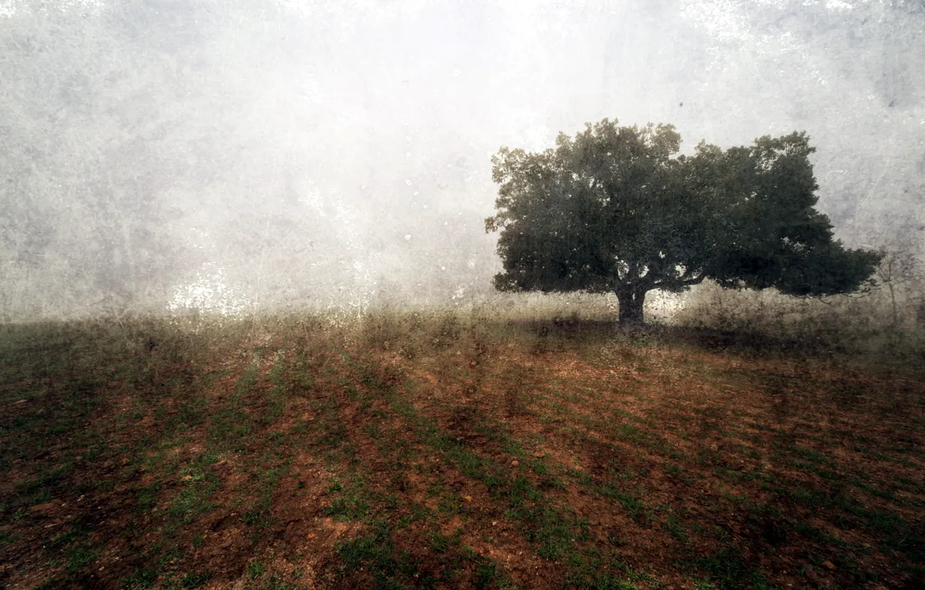 Photo wallpaper field, landscape, style, background, tree