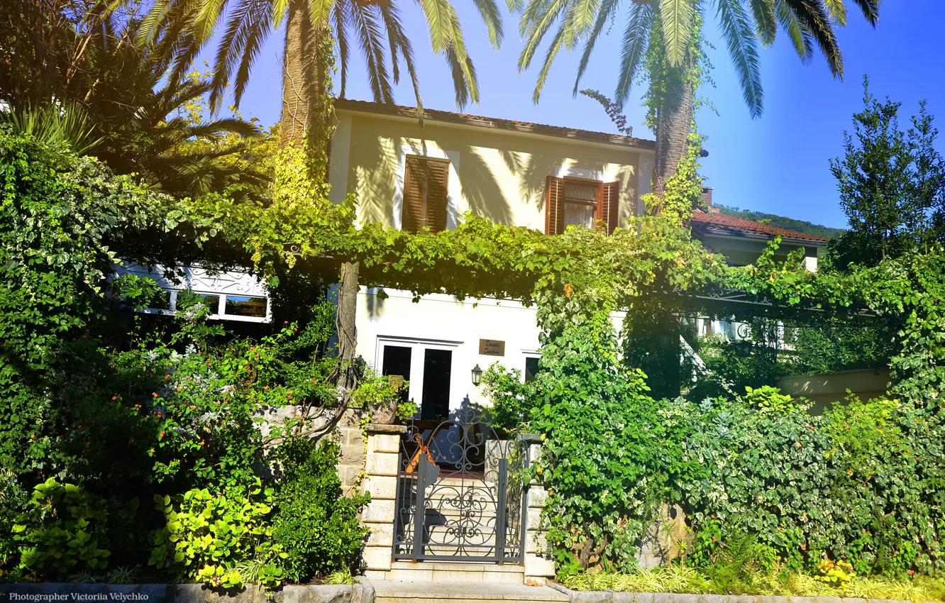 Photo wallpaper trees, nature, home, palmy, Good