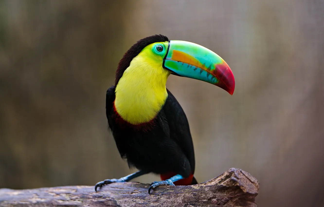 Photo wallpaper nature, background, bird, Toucan