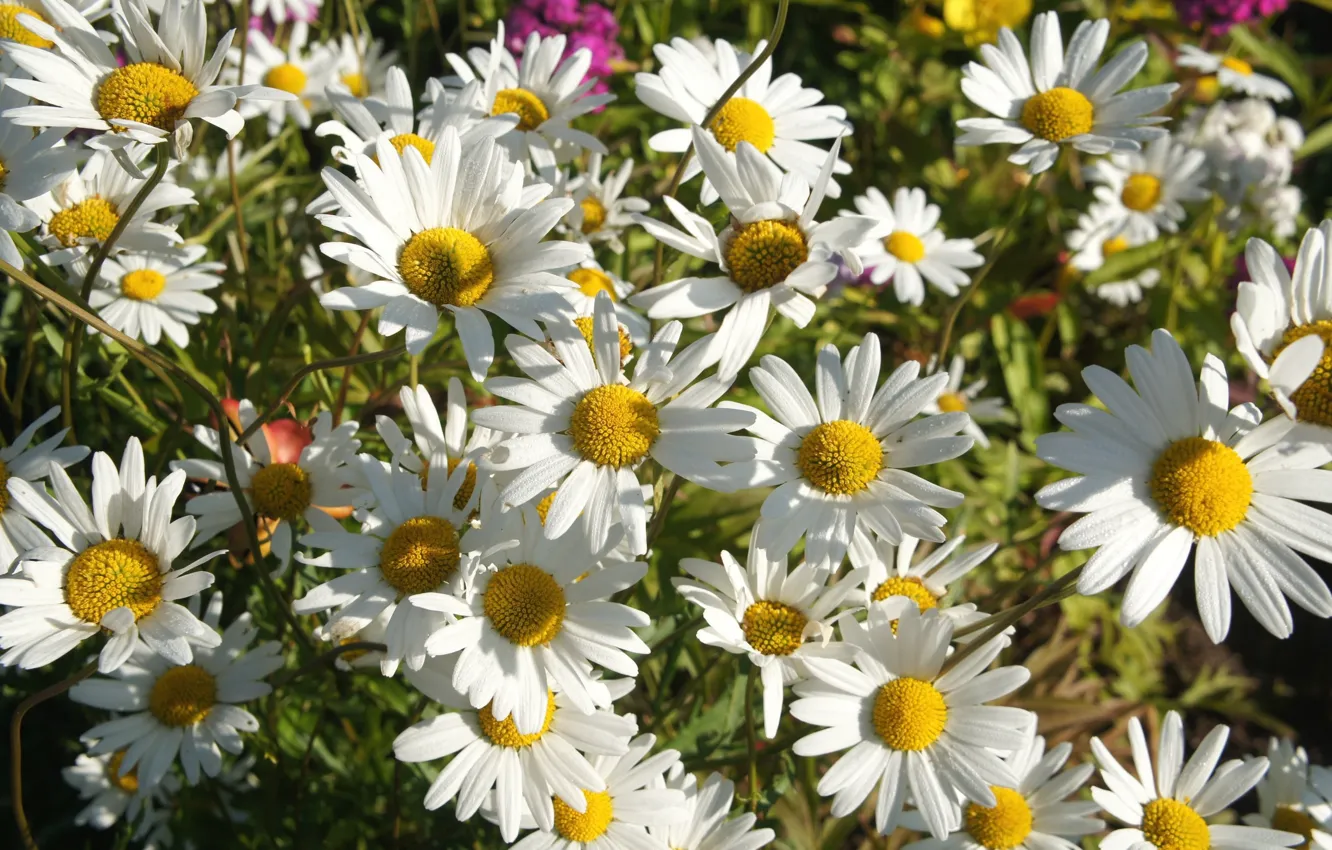 Photo wallpaper flowers, chamomile, flowerbed