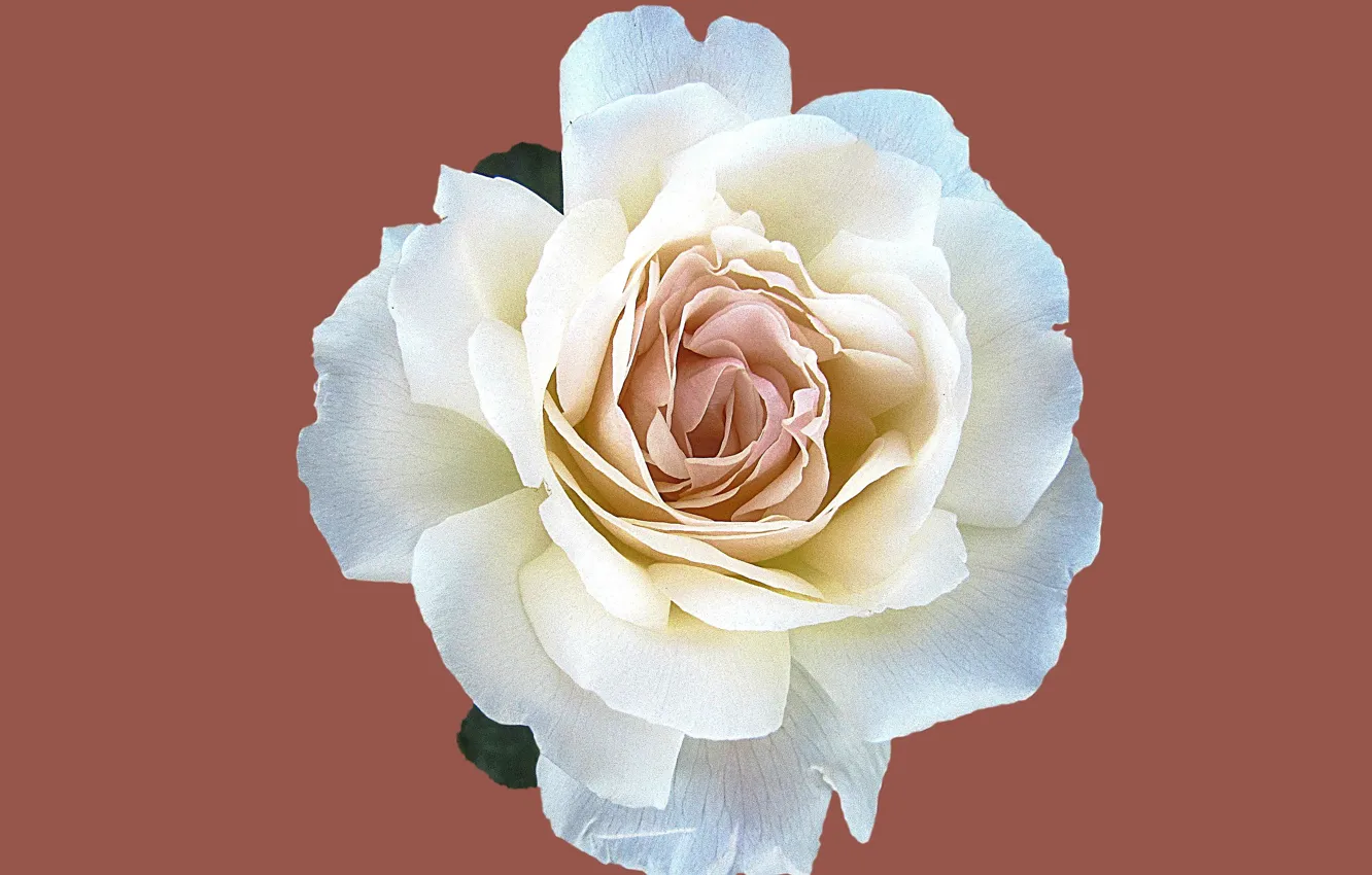 Photo wallpaper rose, rose, flora, flora, white flower, bud, white flower
