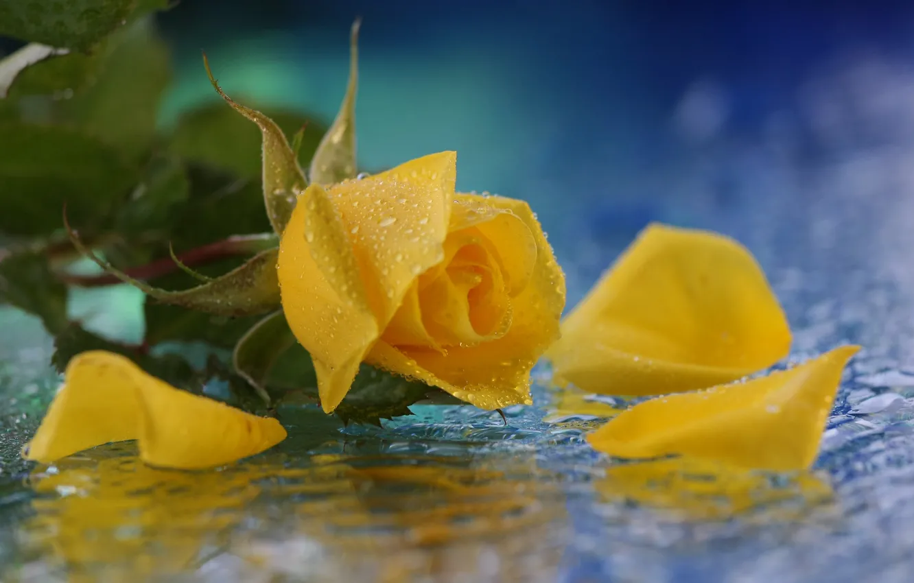 Photo wallpaper flower, water, drops, rose, yellow