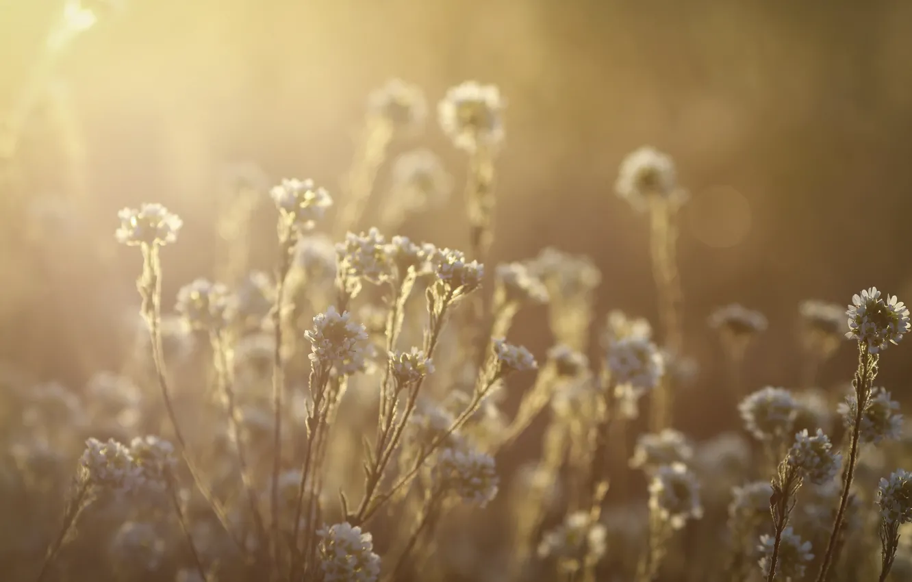 Photo wallpaper sunset, flowers, sunlight