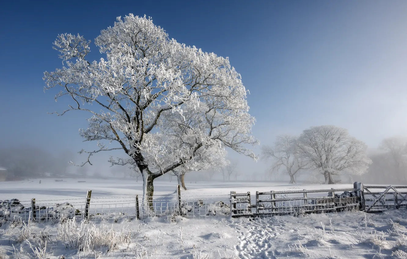 Photo wallpaper winter, trees, the fence