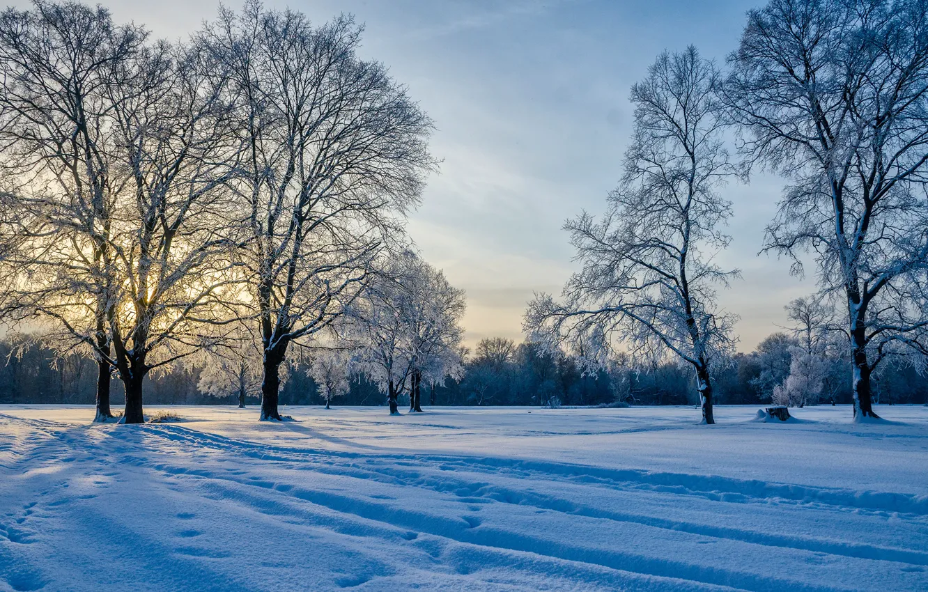 Photo wallpaper winter, snow, trees, traces, Russia, Alexander Berezutsky