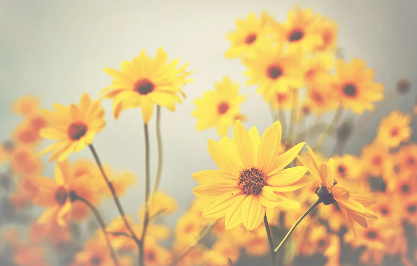 Photo wallpaper flowers, petals, stem, bokeh, yellow flowers