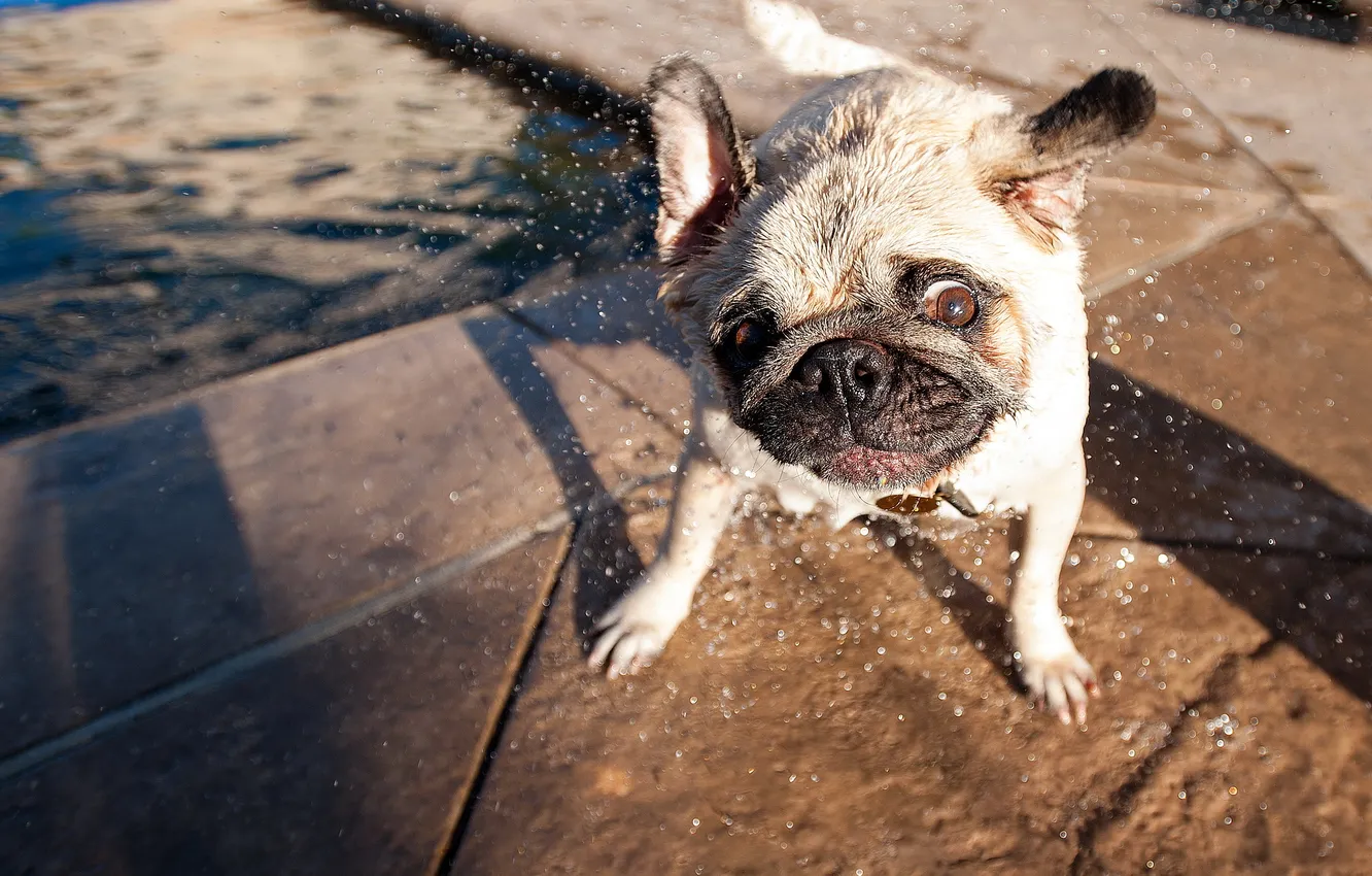 Photo wallpaper face, dog, pug, handsome