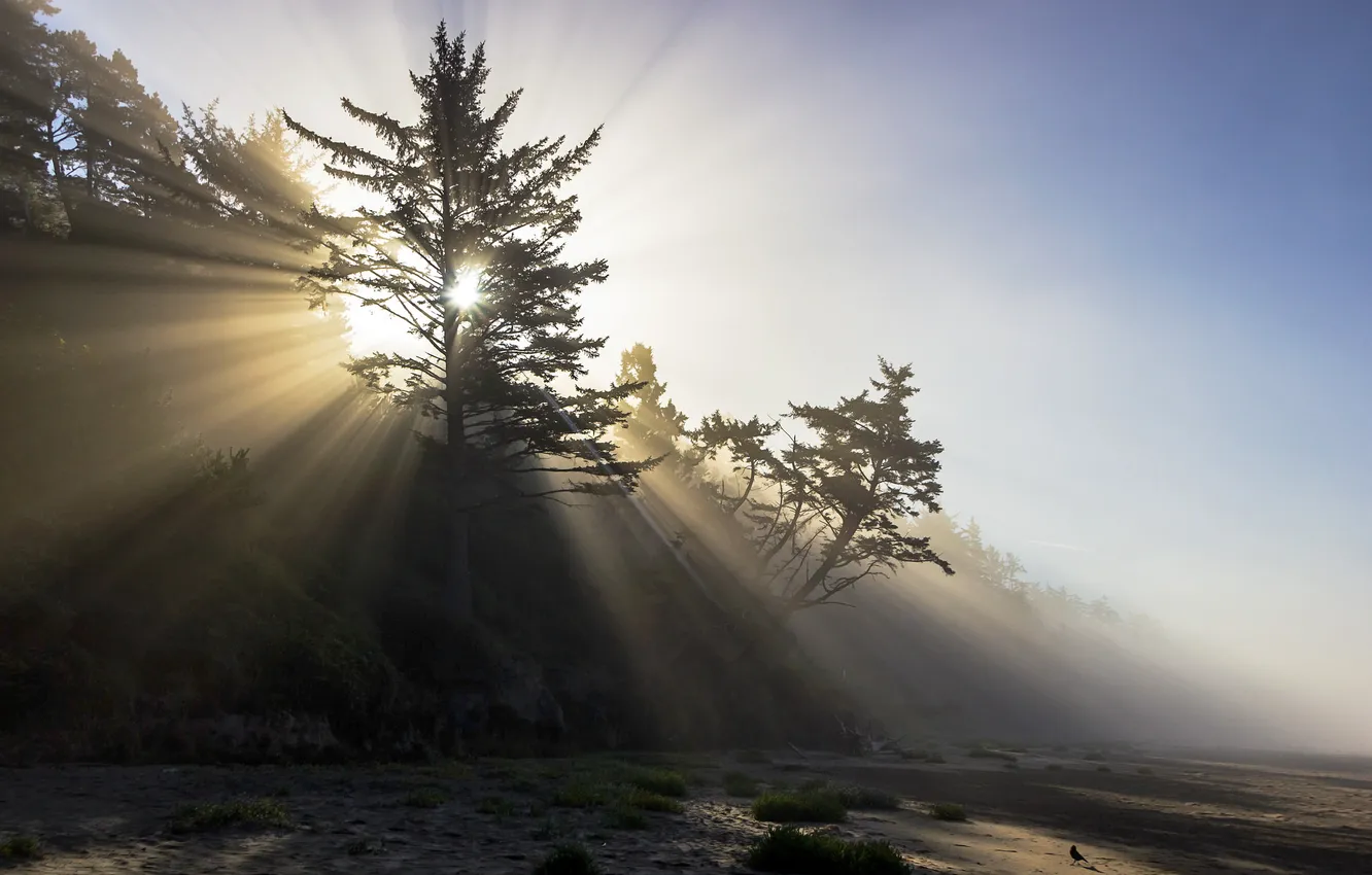 Photo wallpaper light, nature, morning