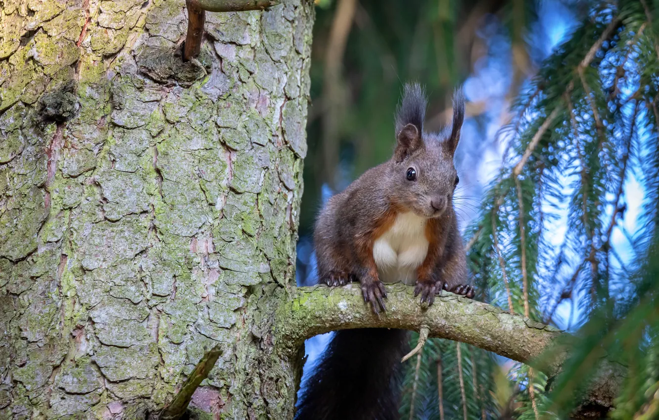 Photo wallpaper look, trees, branches, pose, protein, trunk, bark, sitting