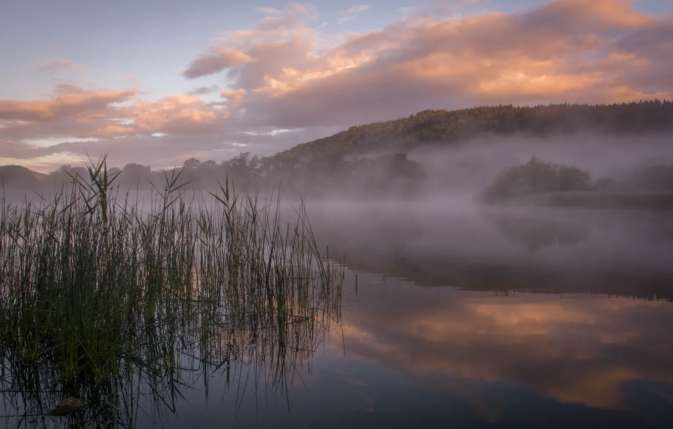 Photo wallpaper forest, fog, lake, hills, morning