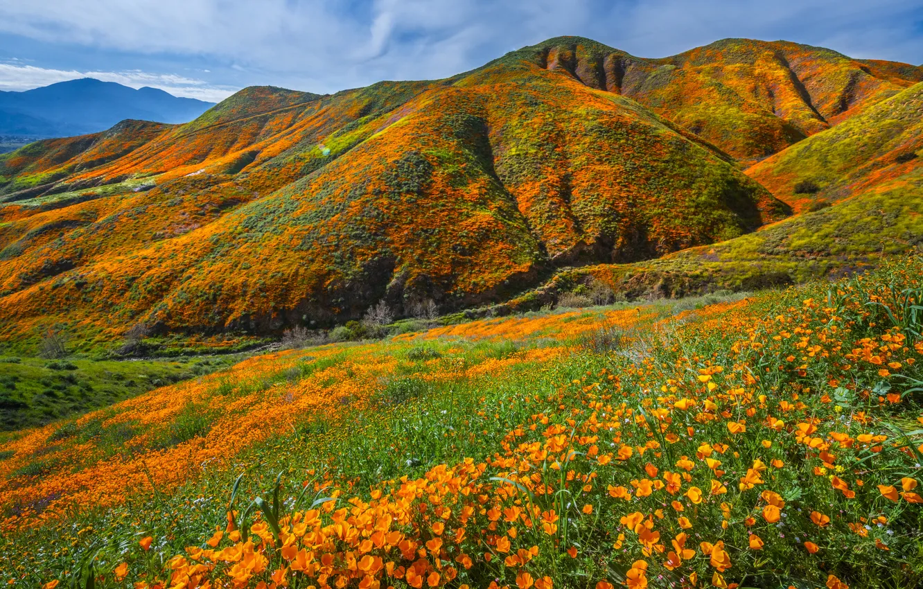 Photo wallpaper landscape, flowers, nature, hills, CA