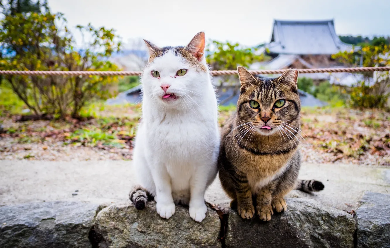 Photo wallpaper cats, languages, muzzle