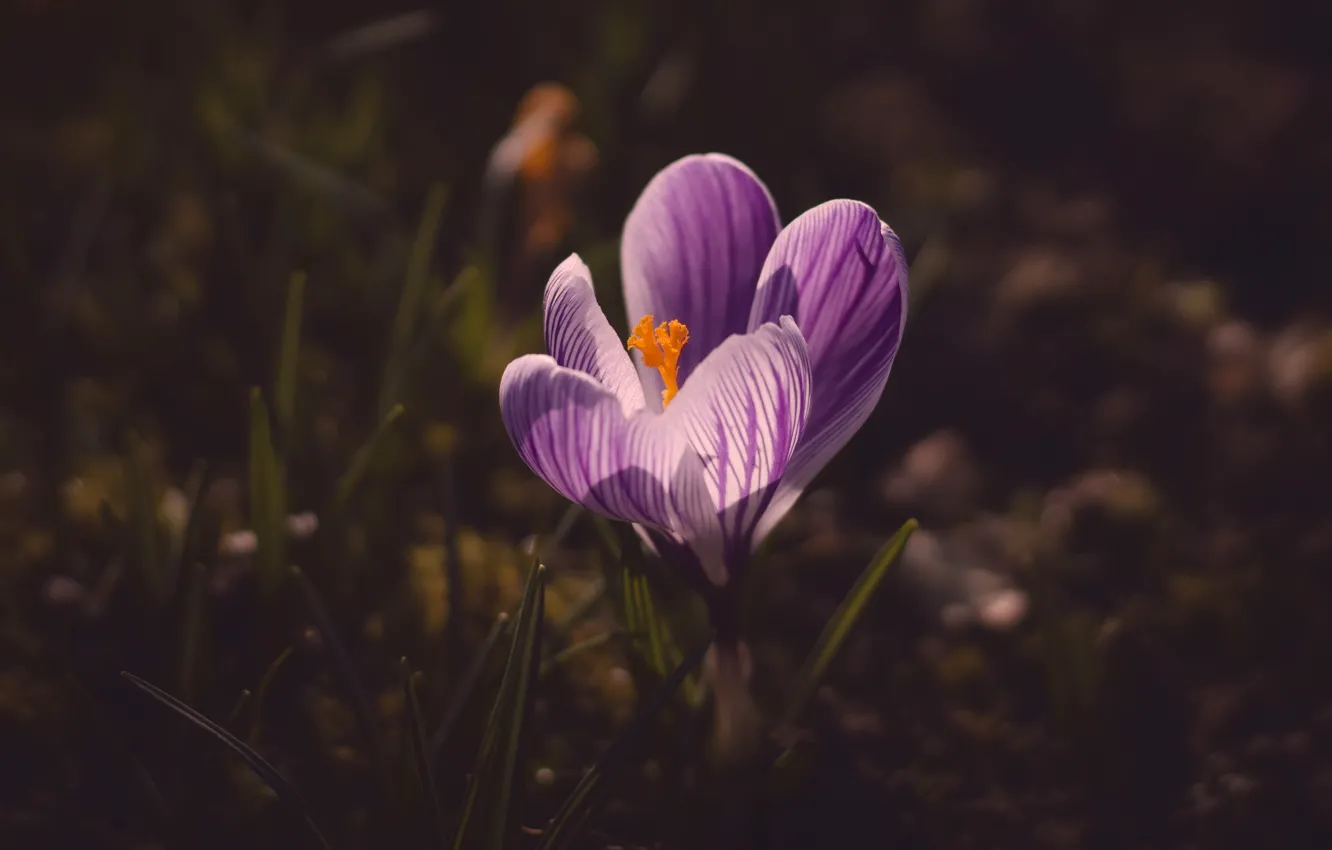 Photo wallpaper flower, light, the dark background, lilac, glade, spring, Krokus