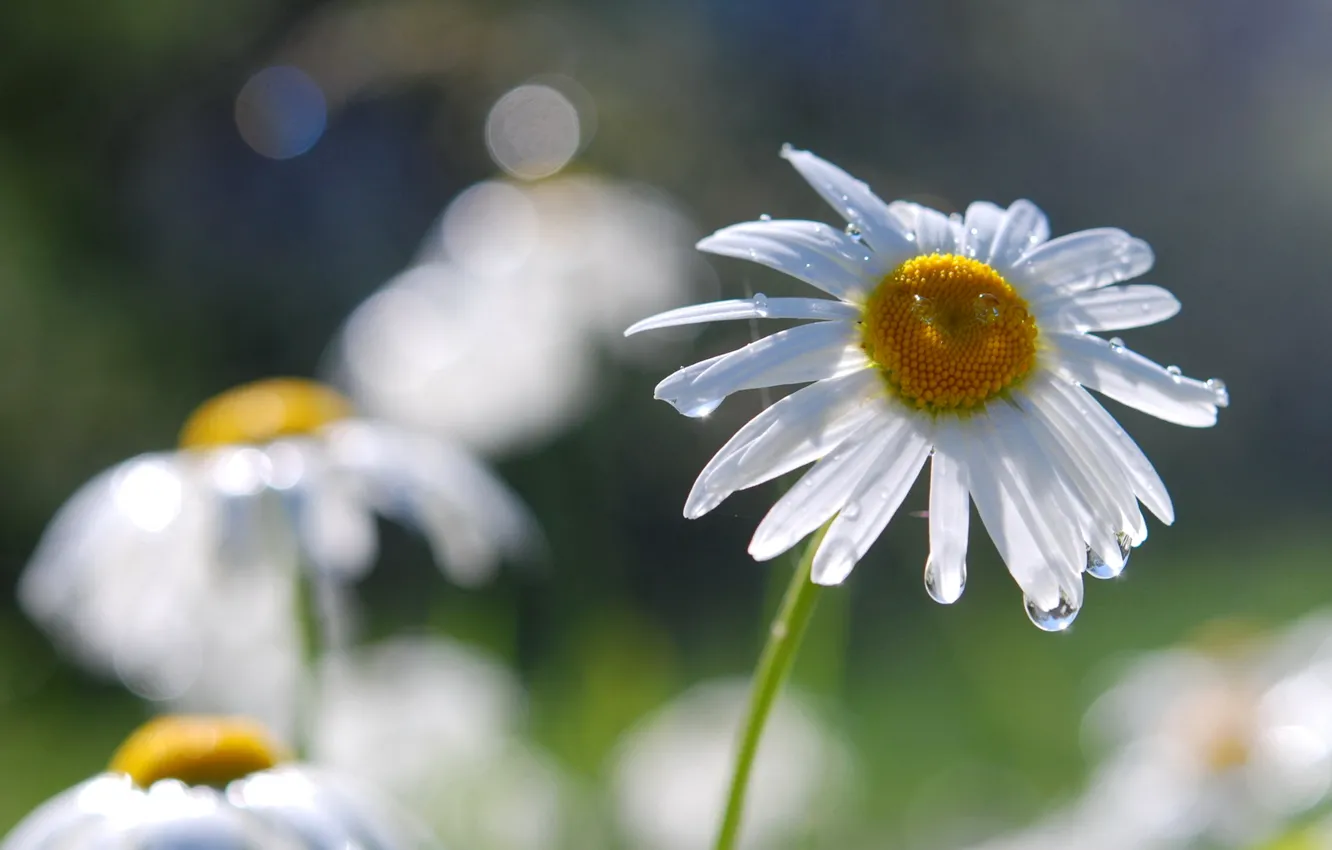 Photo wallpaper drops, macro, Rosa, chamomile, petals