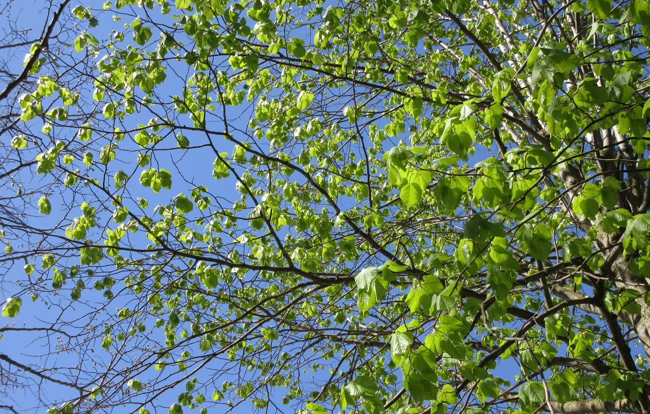 Photo wallpaper branches, young leaves, spring 2018, Mamala ©