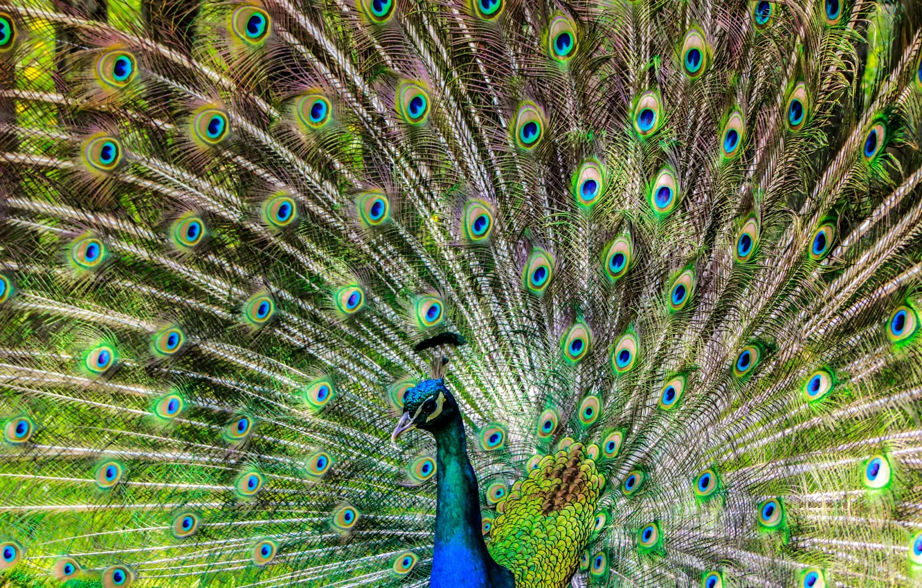Photo wallpaper Wallpaper, wings, feathers, peacock, fauna, Common Peacock