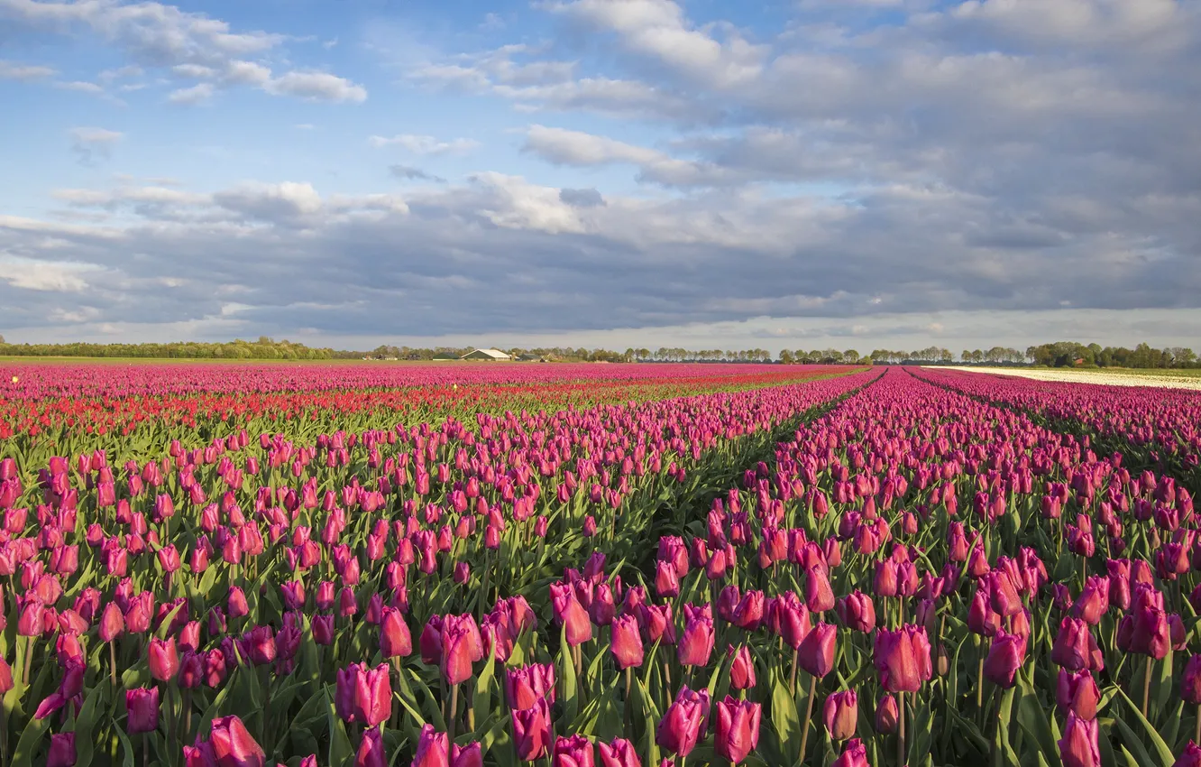 Photo wallpaper field, landscape, flowers, nature, tulips