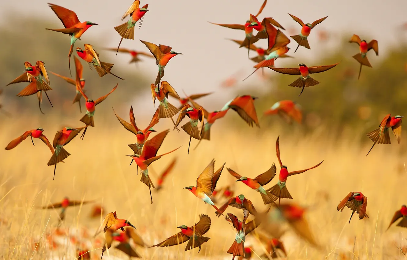 Photo wallpaper flight, birds, bright, wings, pack, bee-eaters, the bee-eaters