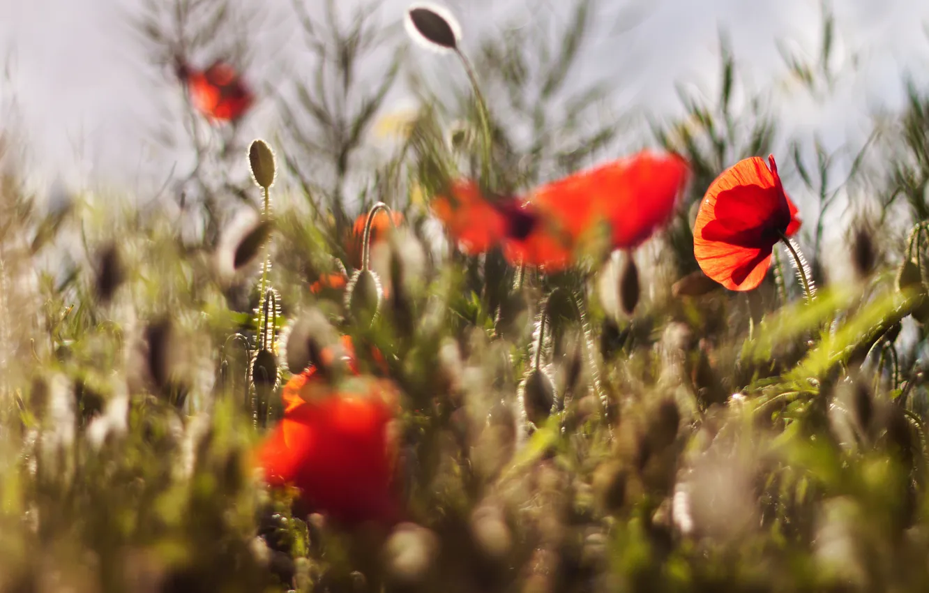 Photo wallpaper light, flowers, red, nature, mood, Mac, Maki, petals