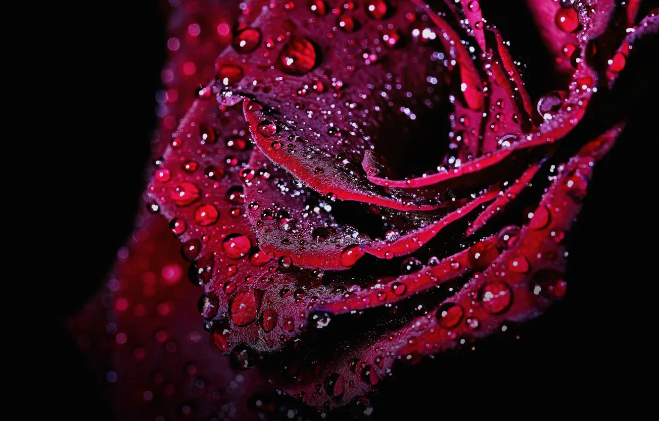Photo wallpaper flower, drops, macro, droplets, lights, rose, petals, Bud