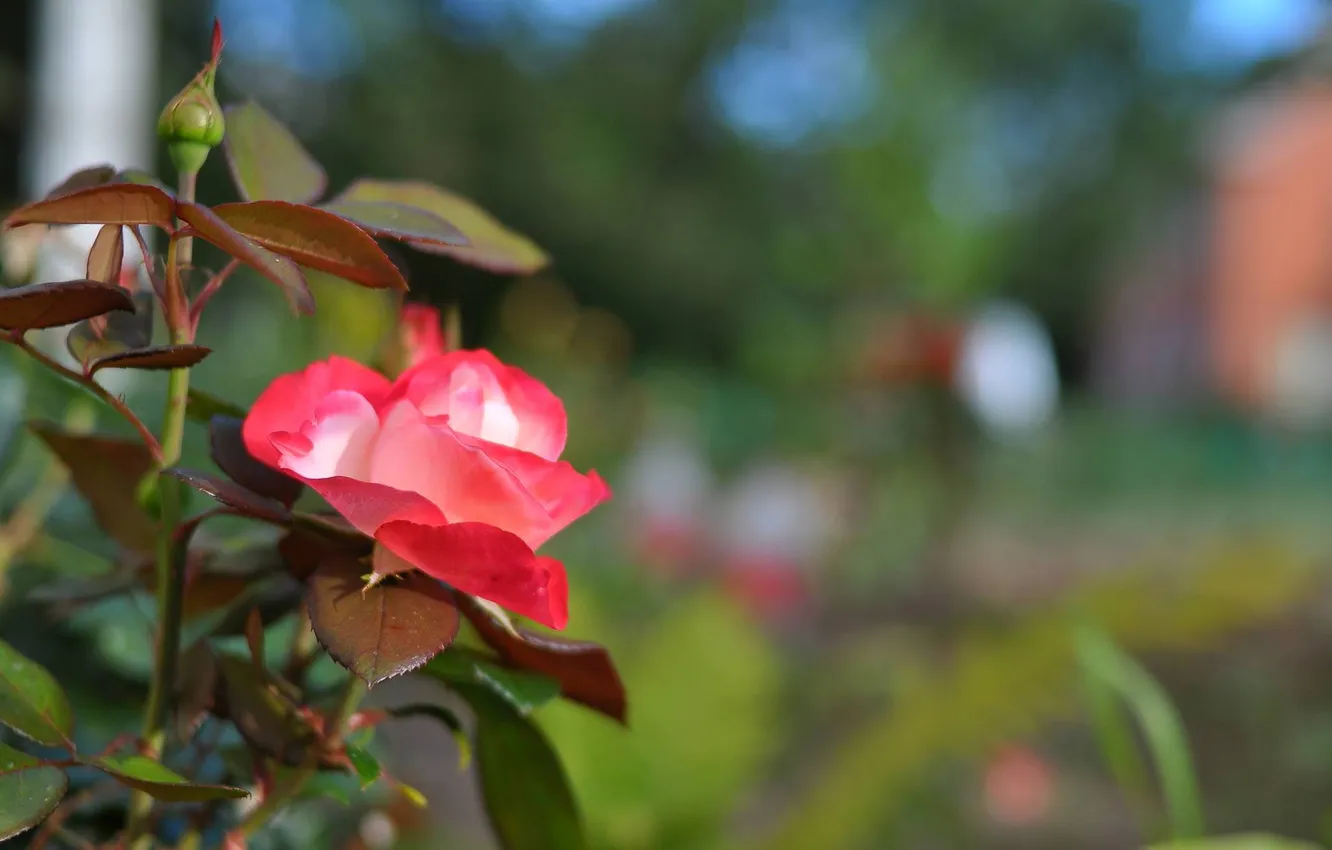 Photo wallpaper flowers, roses, garden shrub