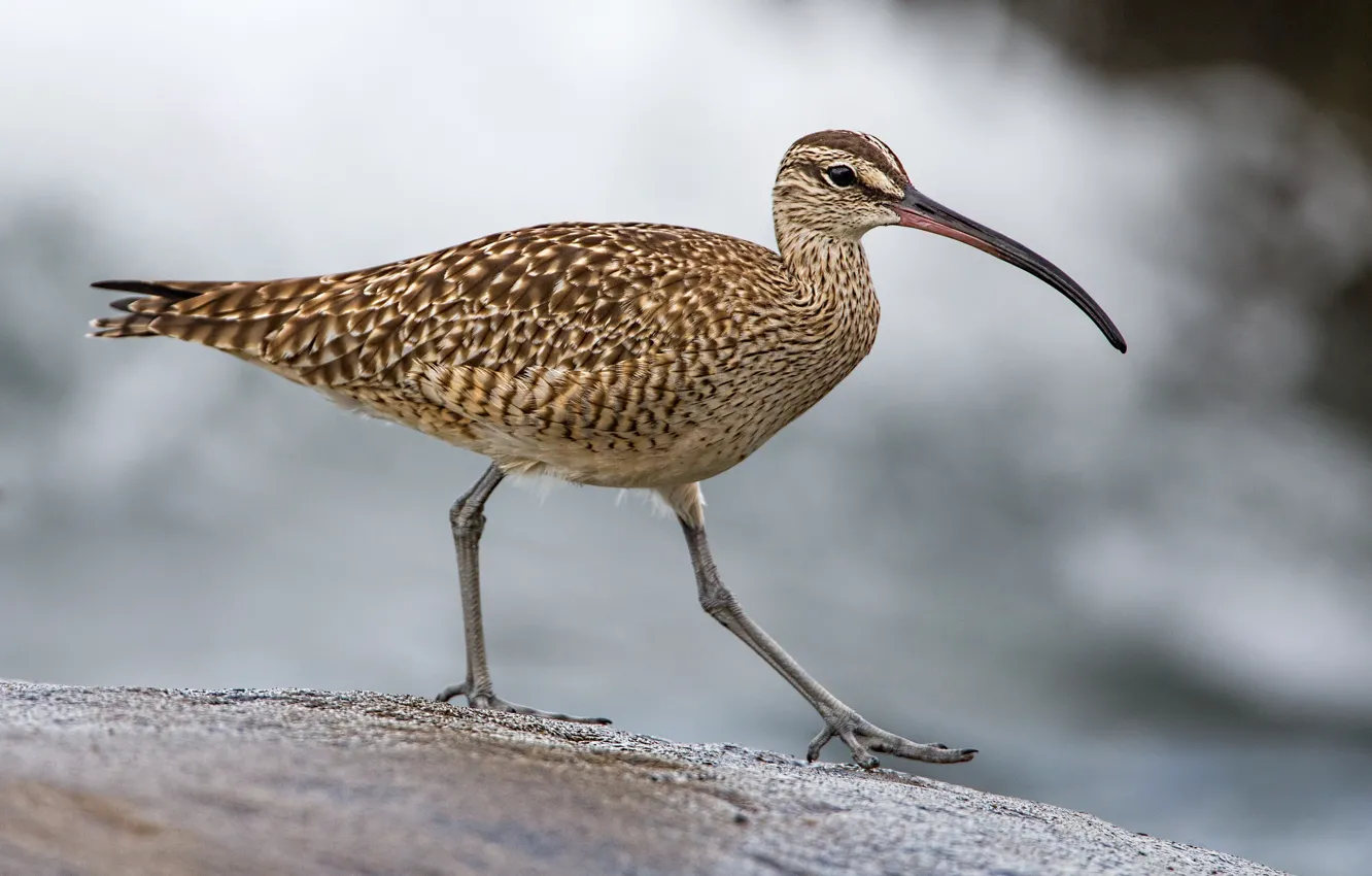 Photo wallpaper bird, beak, Whimbrel