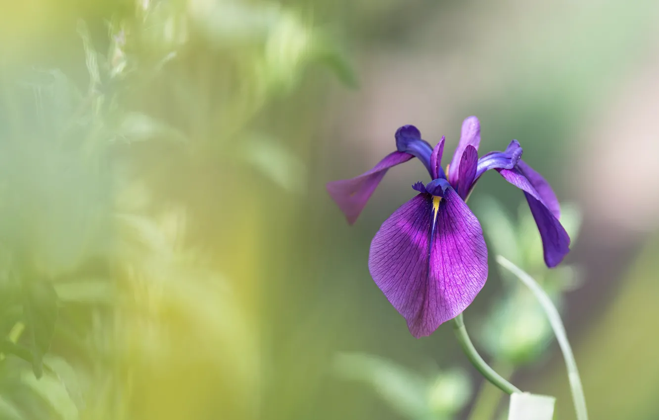 Photo wallpaper purple, flowers, lilac, iris