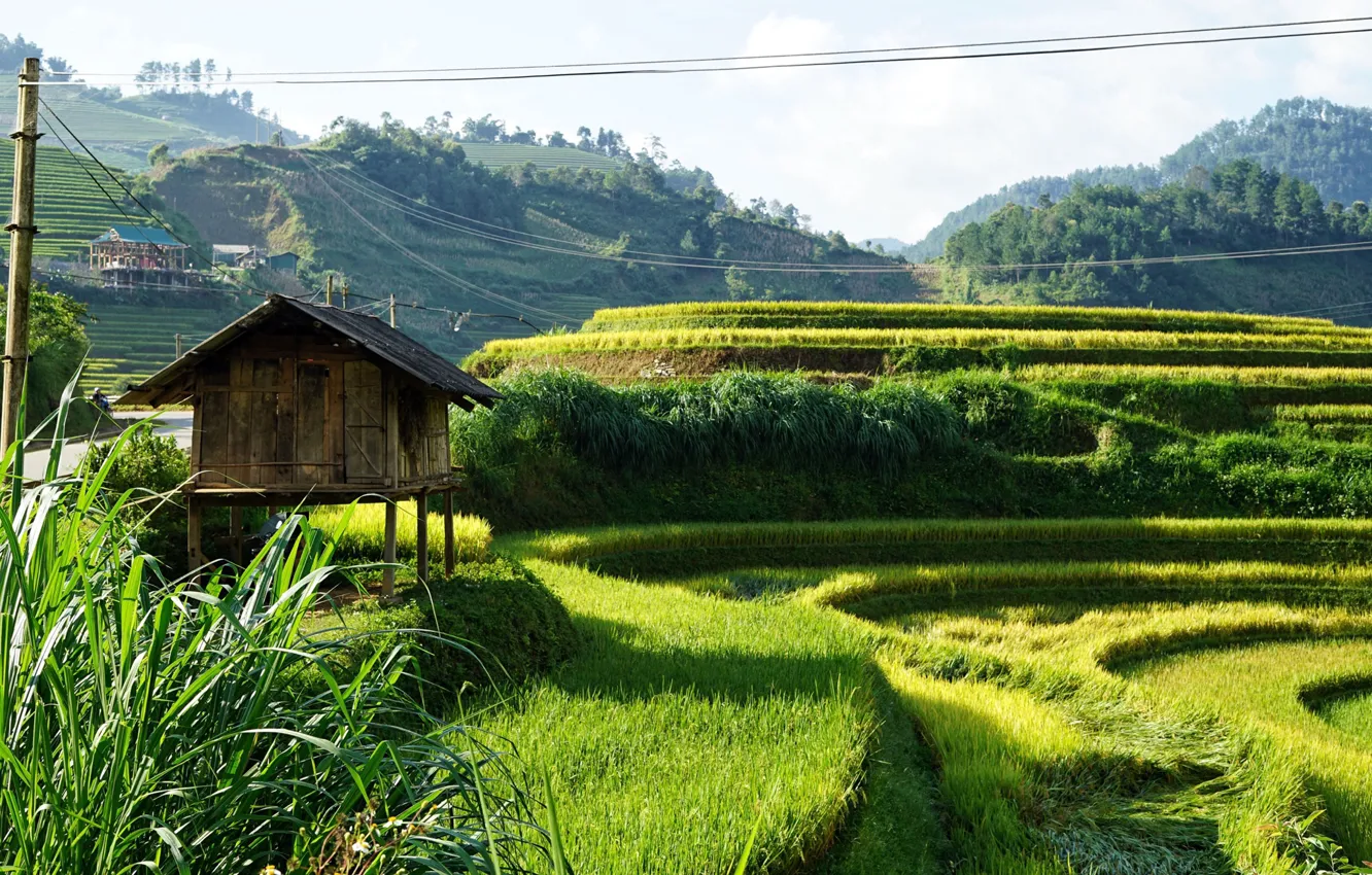 Photo wallpaper field, hills, Vietnam