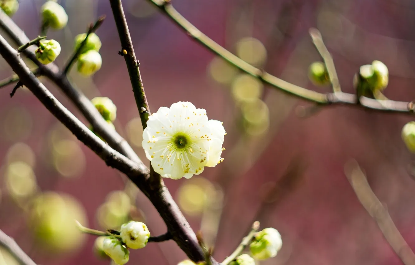 Photo wallpaper white, macro, trees, flowers, branches, spring, blur, flowering