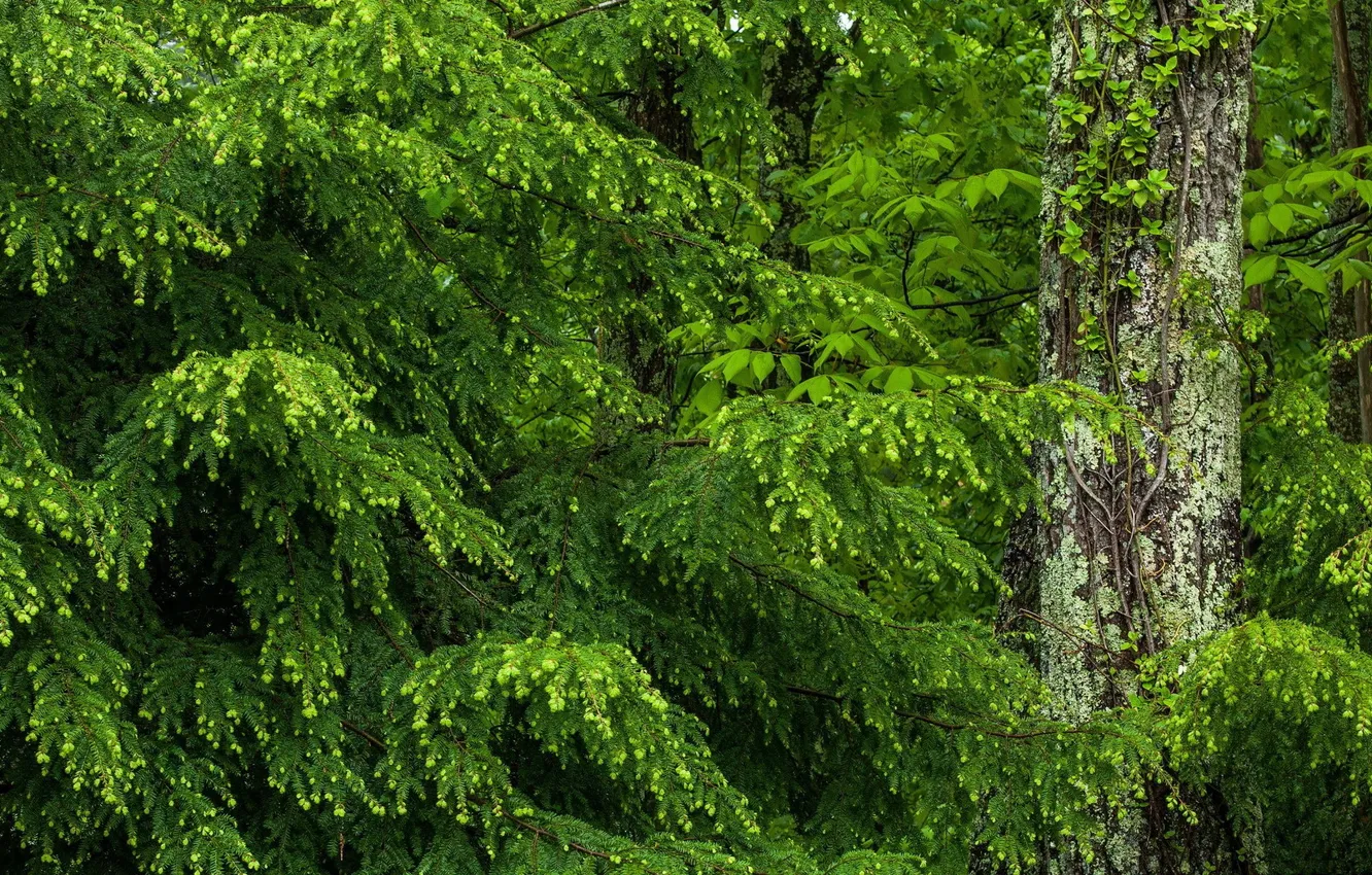 Photo wallpaper trees, trunk, crown
