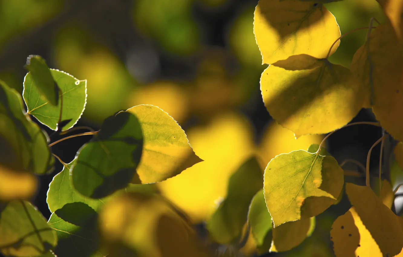 Photo wallpaper autumn, macro, foliage, branch