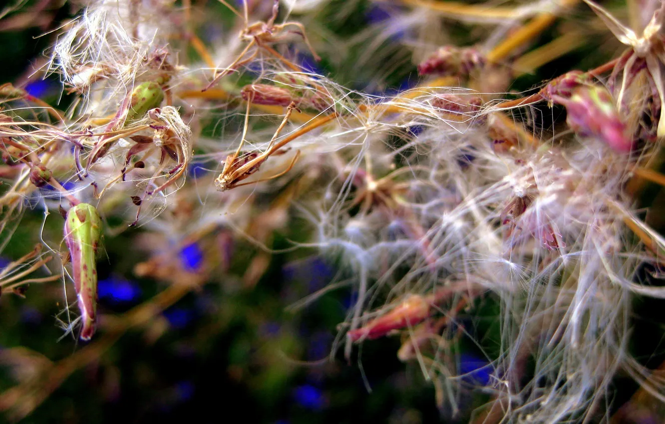 Photo wallpaper macro, flowers, web