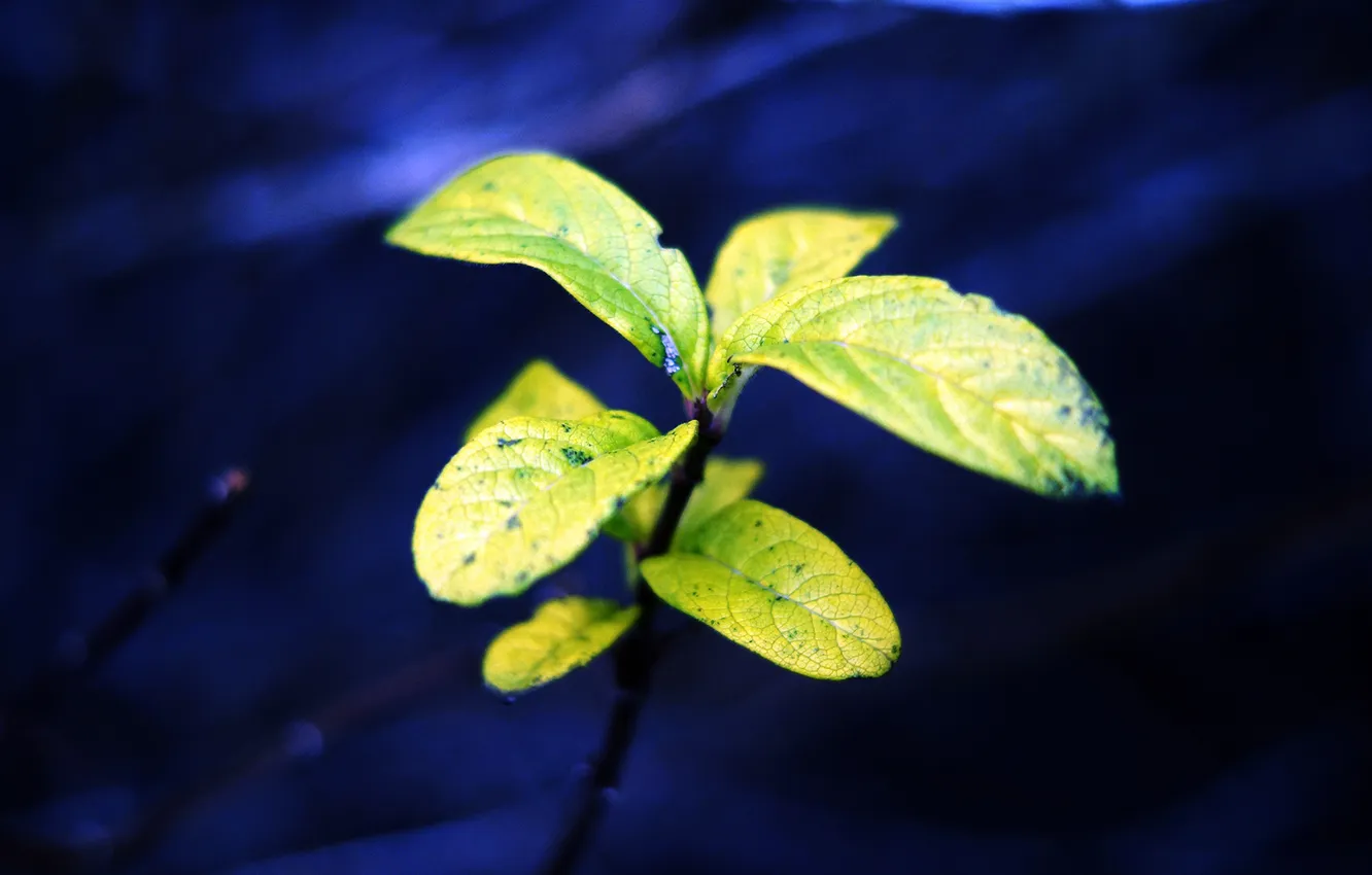 Photo wallpaper greens, nature, plant, leaves, blue background