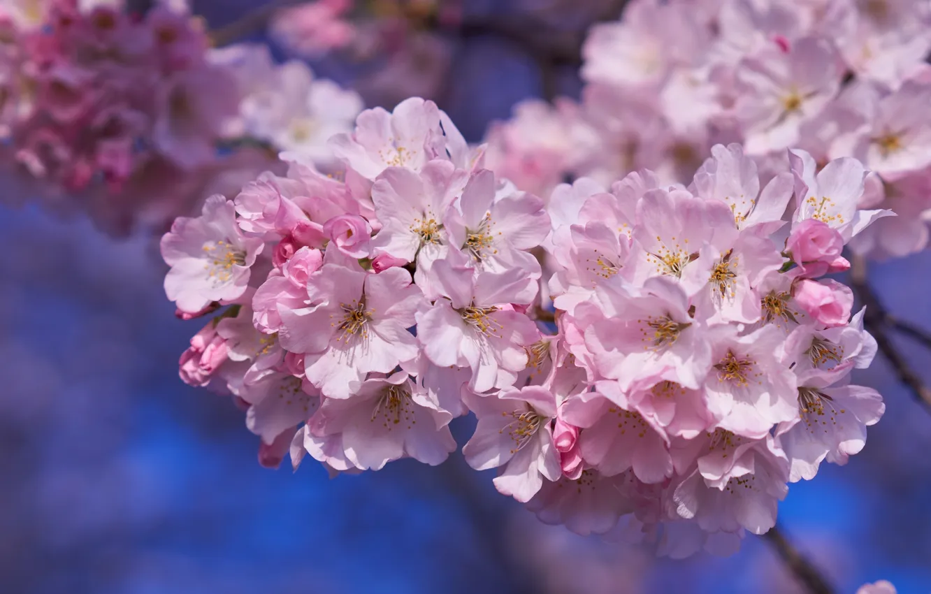 Photo wallpaper cherry, Sakura, pink