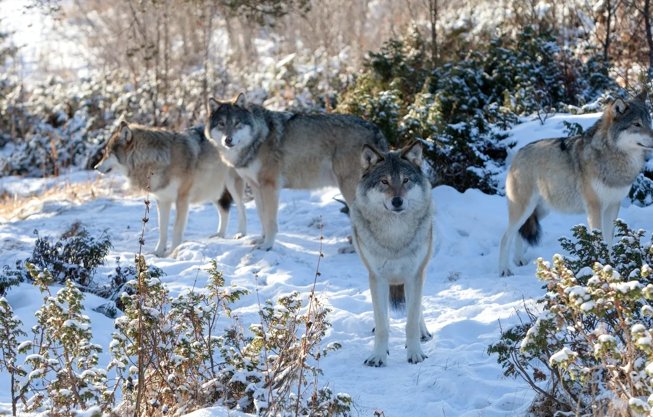 Photo wallpaper winter, snow, pack, wolves