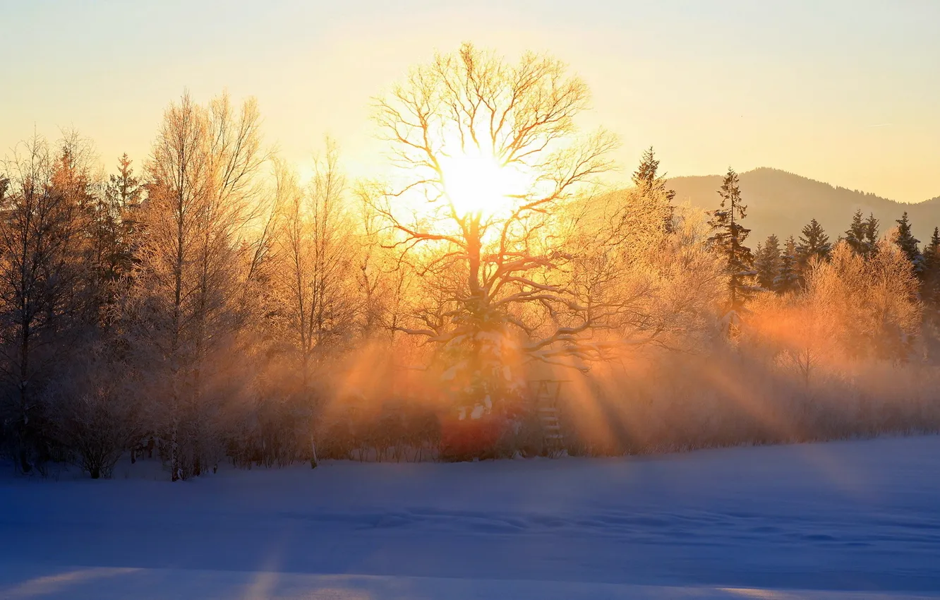 Photo wallpaper winter, light, trees, landscape, morning