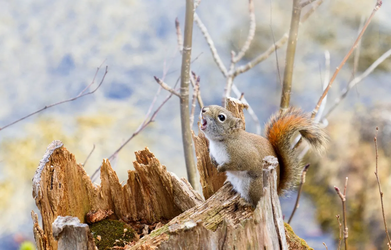 Photo wallpaper forest, nature, stump, protein, rodent