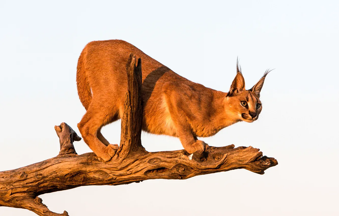 Photo wallpaper look, predator, log, Caracal, steppe lynx, Caracal